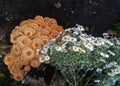 A family of garden mushrooms known as honey mushrooms grows in the garden near a stump