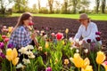 Family of gardeners picking tulips flowers in spring garden. Senior woman and her adult daughter cutting blooms Royalty Free Stock Photo