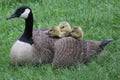 Family of Geese Royalty Free Stock Photo