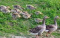 Farm. Family of geese Royalty Free Stock Photo