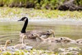 Family of geese at the Ernest L. Oros Wildlife Preserve in Avenel, New Jersy, USA