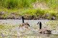 Family of geese at the Ernest L. Oros Wildlife Preserve in Avenel, New Jersy, USA