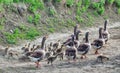 Farm. Family of geese Royalty Free Stock Photo