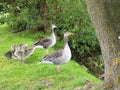 A family of geese with goslings at The Hirsel Country Park, Coldstream, Scotland