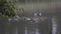 A Family Of Geese, in Hirsel, Coldstream, Scotland