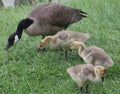 Family of Geese Royalty Free Stock Photo