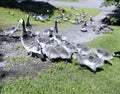 Family of geese with many of small gray chicks Royalty Free Stock Photo