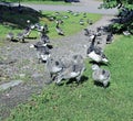 Family of geese with many of small gray chicks Royalty Free Stock Photo