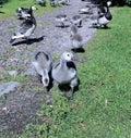 Family of geese with many of small gray chicks Royalty Free Stock Photo