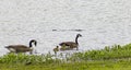 Family of Geese at a Pond 3 Royalty Free Stock Photo