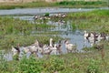 Family of geese in water Royalty Free Stock Photo