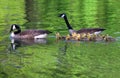 Family of geese swims