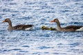 Family of geese swims on the lake with their just hatched chicks Royalty Free Stock Photo