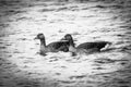 Family of geese swims on the lake with their just hatched chicks Royalty Free Stock Photo