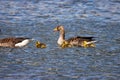Family of geese swims on the lake with their just hatched chicks Royalty Free Stock Photo