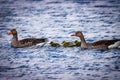 Family of geese swims on the lake with their just hatched chicks Royalty Free Stock Photo