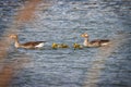 Family of geese swims on the lake with their just hatched chicks Royalty Free Stock Photo