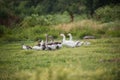 Family of geese taking a walk Royalty Free Stock Photo