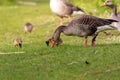 Family of geese with their chicks walking leisurely through the lush green grass on a sunny farm. Royalty Free Stock Photo