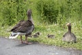 Family of geese with two baby birds Royalty Free Stock Photo