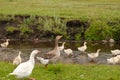 A family of geese walks near the river Royalty Free Stock Photo