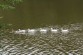 Family of geese on a water walk Royalty Free Stock Photo