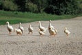 family of geese and white ducks crossing the road Royalty Free Stock Photo