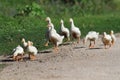 Family of geese and white ducks crossing the road Royalty Free Stock Photo