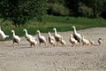 Family of geese and white ducks crossing the road Royalty Free Stock Photo