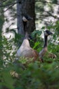 A family of geese (branta canadensis) walking through brush in Wollomonopoag Conservation Area Royalty Free Stock Photo
