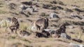 Family of Gelada in Field