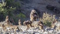 Family of Gelada under Sun