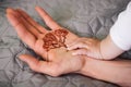 Family generations - adult and child hands and tree of life Royalty Free Stock Photo