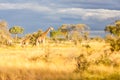 A family of Giraffe in Kruger park. Royalty Free Stock Photo