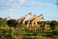 A Family of Giraffe