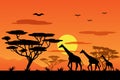 a family of giraffes in africa against the sunset. cartoon vector illustration Royalty Free Stock Photo