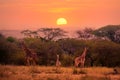 Family of giraffes against background of beautiful sunset in African savannah in Serengeti National Park, Tanzania Royalty Free Stock Photo