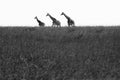 A family of giraffes crossing the plains of the African Savannah