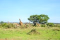 Family of giraffes in Nairobi National Park, Kenya