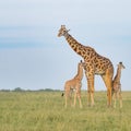 a giraffes family standing in an open field