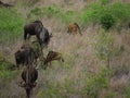 Gnu family grazing in line Royalty Free Stock Photo