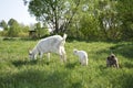 The family of goats grazing in the meadow. Royalty Free Stock Photo