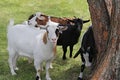 Family of Goats at a petting zoo Royalty Free Stock Photo