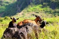 Family of goats soaking up the early morning rays of sunshine Royalty Free Stock Photo