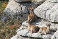 Family of goats sunbathing Royalty Free Stock Photo