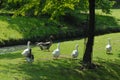 A family goose on grass near a tree Royalty Free Stock Photo