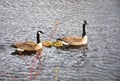 Family of goose swimming together Royalty Free Stock Photo