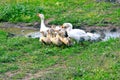 Goose family near the water Royalty Free Stock Photo