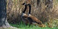 Family of gooses in a field in spring