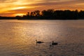 Beautiful sunset at river with gooses Royalty Free Stock Photo